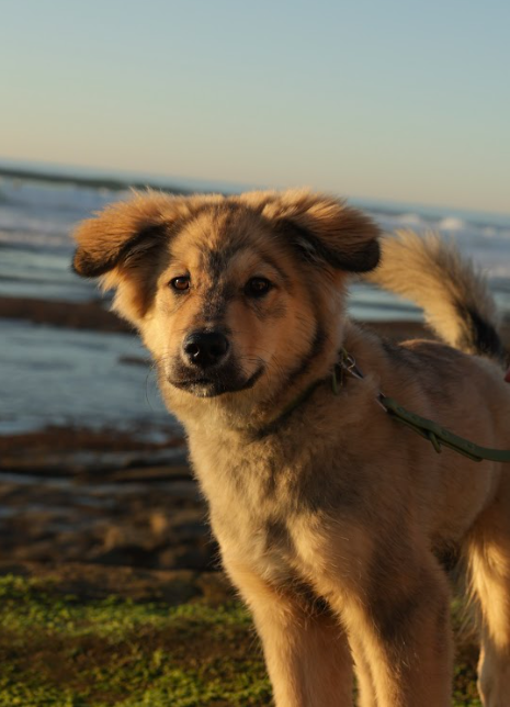11 Pet Care Tips for Pet Parents