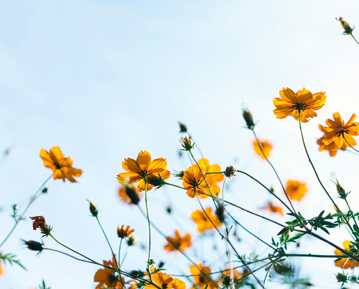 Intelligent Spring Detox Guide