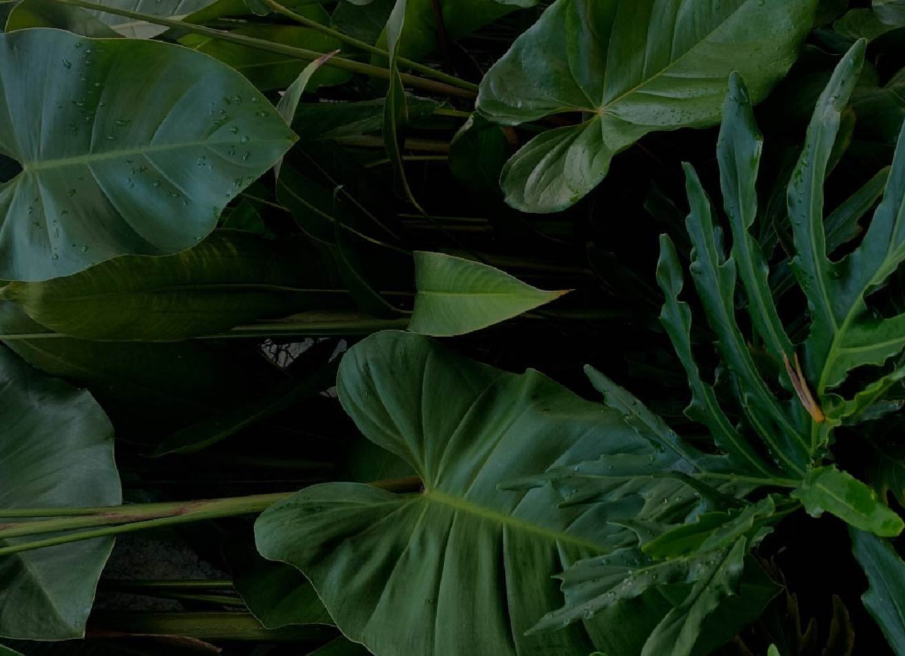 Harnessing Scorpio Season’s Emotional Intensity