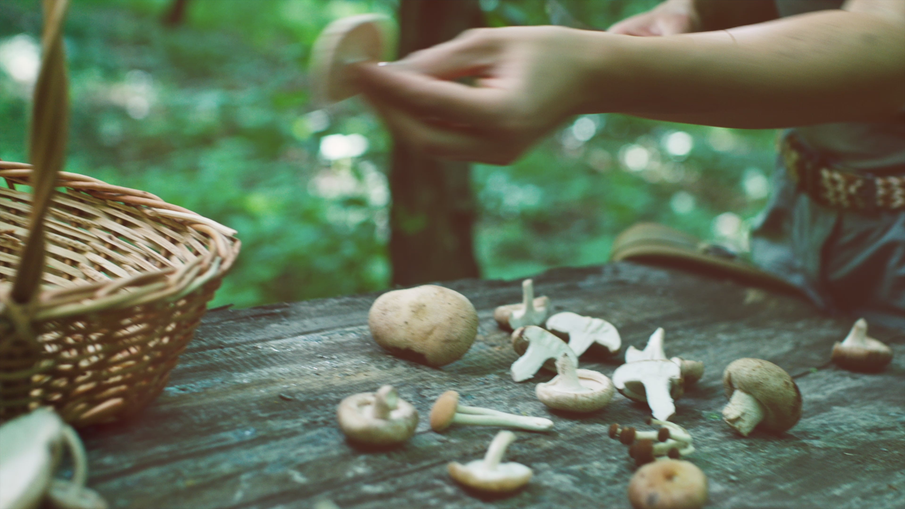 Longevity Mushrooms Videos